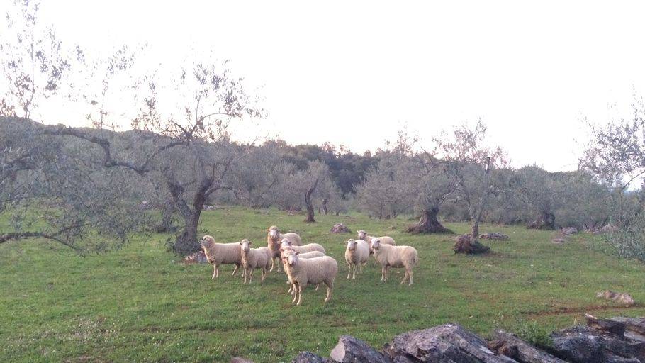 ¿A quién beneficia más la adaptación social: a las personas o al sistema?