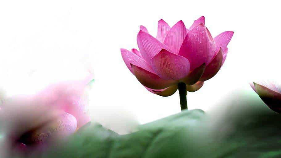 Educación: el riesgo de formar menores como pies de loto